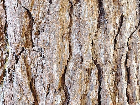 포토 JPG 해외이미지 나무 식물 디자인 공원 벽 조각 백그라운드 패턴 자연 벽지 표면 날씨 추상 건조 사람없음 야외 목재 갈색 환경 껍질 시골 소나무 거친 보호 숲 피부 타일 묘사 질감 나무껍질 잡동사니 내추럴 그런지 수목 옛날 노화 해외202004 해외포토 공공시설 컬러 컨셉 무늬 재료 신체부위 생태계 파일형식 이미지허브