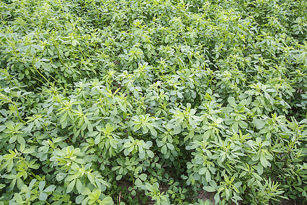 포토 JPG 해외이미지 식물 음식 줄기 백그라운드 잎 밭 농업 채소 재료 자연 풍경 사람없음 야외 가로 초록색 여름 농작물 약 농장 새싹 환경 수확 성장 시골 약초 땅 허브 유기농 내추럴 밭일 생태학 세련 해외202004 해외포토 웰빙 계절 교육 산업 컬러 의학 풀_식물 생태계 파일형식 이미지허브