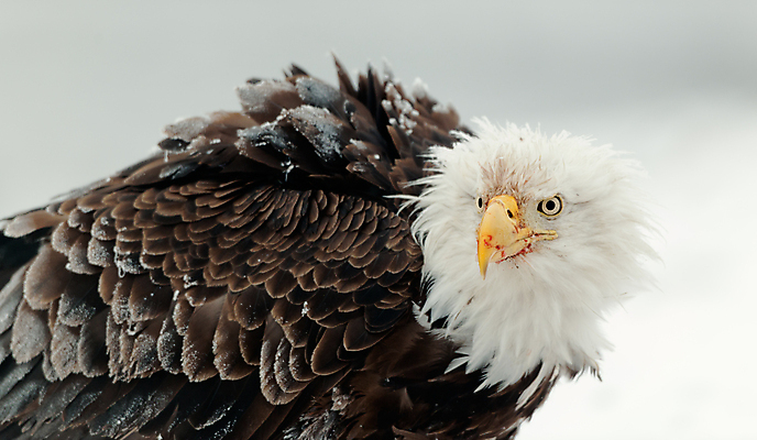 포토 JPG 해외이미지 주간 야생동물 사람없음 야외 독수리 흰머리독수리 해외202004 해외포토 자연요소 동물 조류 파일형식 이미지허브
