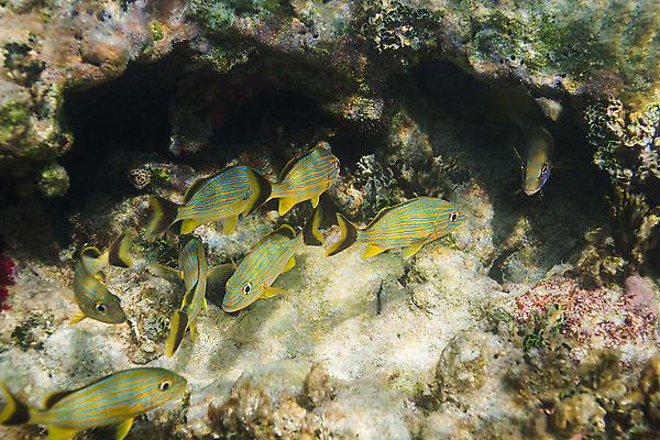 포토 JPG 해외이미지 야생동물 바다 학교 자연 열대 어류 풍경 사람없음 물 컬러풀 바닷속 수중 미국 다양 스노클링 산호 다이빙 암초 석호 깊이 동물상 소금물 이국적 해외202004 해외포토 자연요소 동물 교육 컬러 다수 북아메리카 조형물 수영 수중동물 수상스포츠 자포동물 생태계 수중스포츠 파일형식 이미지허브