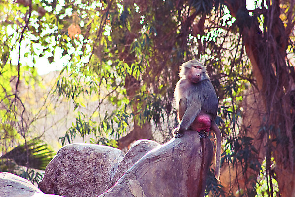 포토 JPG 해외이미지 동물 1 계절 공원 얼굴 여행 백그라운드 포유류 아프리카 자연 생물 털 동물원 이집트 종류 미술 동양인 풍경 사람없음 야외 초록색 갈색 환경 원숭이 표현 숲 모피 먹기 유인원 포트폴리오 해외202004 해외포토 공공시설 나라 컬러 모션 문화예술 인종 신체부위 생태계 파일형식 이미지허브