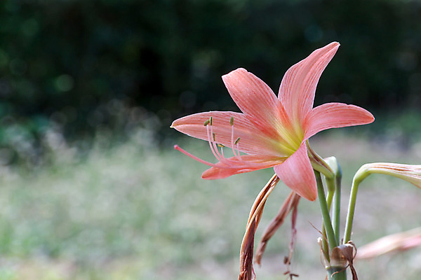 포토 JPG 해외이미지 식물 계절 공원 꽃잎 꽃 별 분홍색 꽃다발 잎 꽃무늬 자연 사람없음 초록색 컬러풀 귀여움 정원 봄 벚꽃 개화 우아함 꽃가루 꽃수술 해외202004 해외포토 자연요소 공공시설 컬러 컨셉 무늬 가루 생태계 파일형식 이미지허브