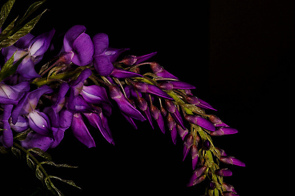 포토 JPG 해외이미지 식물 꽃 백그라운드 사람없음 정원 보라색 검은색 들꽃 닫기 고립 해외202004 해외포토 컬러 모션 파일형식 이미지허브