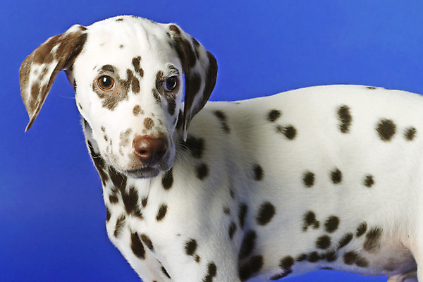 포토 JPG 해외이미지 동물 새끼 사랑 앉기 사람없음 검은색 기차 흰색 하트 점 개 강아지 순수 사냥개 송곳니 기르기 달마시안 복종 유래 해외202004 해외포토 모양 감정 육상교통 컬러 컨셉 포유류 모션 대중교통 반려동물 치아 돌봄 파일형식 이미지허브