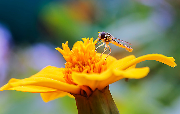 포토 JPG 해외이미지 동물 야생동물 곤충 백그라운드 신체 날개 자연 생물 안테나 사람없음 머리 검은색 벌레 먹이 벌 먹기 묘사 육식동물 짝짓기 양발 해외202004 해외포토 컬러 통신 모션 신체부위 생태계 파일형식 이미지허브