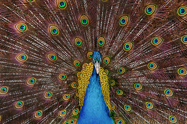 포토 JPG 해외이미지 동물 남자 야생동물 백그라운드 패턴 자연 조류 사람없음 장식 초록색 파란색 컬러풀 머리 활발 펼침 의식 우아함 공작 깃털 묘사 즐거움 질감 꼬리 부리 번짐 보여주기 동물상 터키석 해외202004 해외포토 감정 컬러 컨셉 무늬 모션 사람 신체부위 조형물 보석 생태계 파일형식 효과 이미지허브