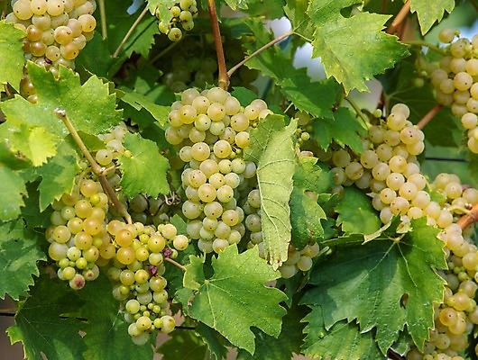 포토 JPG 해외이미지 나무 식물 전통 유럽 산업 여행 백그라운드 컨셉 밭 농업 과일 자연 포도 풍경 사람없음 야외 초록색 여름 태양 농장 와인 봄 성장 흰색 시골 신선 언덕 포도밭 포도나무 지역 체코 남쪽 공화국 밭일 모라비아 해외202004 해외포토 자연요소 계절 나라 컬러 주류 과일나무 방향 생태계 파일형식 이미지허브