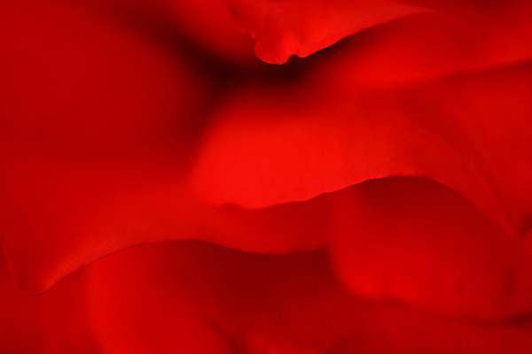 포토 JPG 해외이미지 계절 꽃잎 꽃 파도 백그라운드 꽃무늬 자연 추상 휴가 발렌타인데이 사랑 사람없음 빨간색 장미 봄 벚꽃 열정 해외202004 해외포토 식물 감정 바다 컬러 무늬 데이이벤트 생태계 파일형식 이미지허브