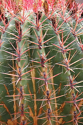 포토 JPG 해외이미지 식물 자연 선인장 사람없음 사막 가시 날카로움 해외202004 해외포토 생태계 파일형식 이미지허브