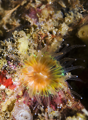 포토 JPG 해외이미지 바다 섬 오렌지 생물 사람없음 컵 물 컬러풀 갈색 바닷속 수중 산호 작음 다이빙 캘리포니아 촉수 채널 특별함 해외202004 해외포토 자연요소 식기 컬러 컨셉 과일 수영 미국 자포동물 크기 수중스포츠 파일형식 이미지허브