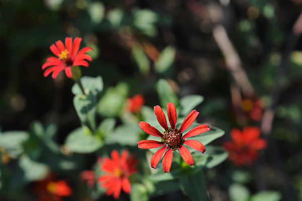 포토 JPG 해외이미지 식물 꽃 잎 오렌지 자연 사람없음 야외 빨간색 초록색 정원 닫기 해외202004 해외포토 컬러 과일 모션 생태계 파일형식 이미지허브
