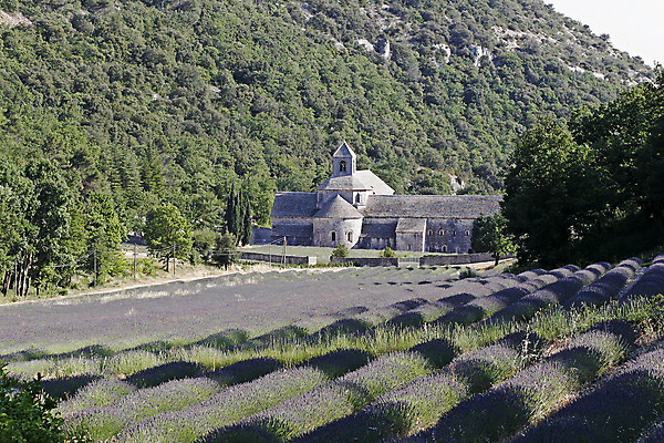 포토 JPG 해외이미지 풍경 사람없음 프랑스 수도원 라벤더 프로방스 해외202004 해외포토 꽃 유럽 허브 파일형식 이미지허브