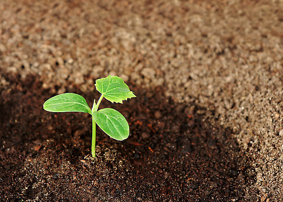 포토 JPG 해외이미지 식물 지구 백그라운드 컨셉 잎 농업 자연 오이 아이디어 사람없음 초록색 빛 햇빛 새싹 환경 흙 성장 보호 작음 유기농 땅바닥 모종 묘목 밭일 생태학 심기 취급주의 해외202004 해외포토 나무 웰빙 교육 산업 컬러 채소 모션 바닥 경고 태양 크기 생태계 파일형식 이미지허브
