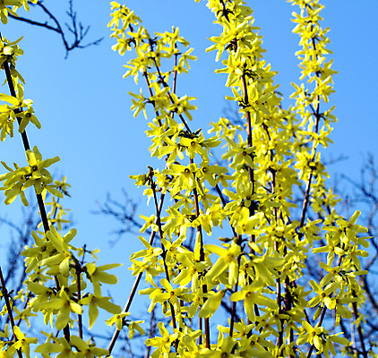 포토 JPG 해외이미지 나무 식물 공원 꽃 백그라운드 자연 벽지 사람없음 노란색 관목 내추럴 해외202004 해외포토 공공시설 컬러 생태계 파일형식 이미지허브