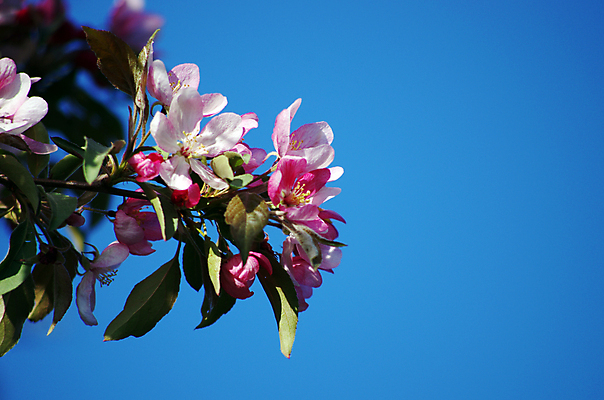 포토 JPG 해외이미지 나무 식물 계절 공원 꽃잎 꽃 문화 줄기 분홍색 백그라운드 잎 꽃무늬 패턴 과일 자연 하늘 새로움 프레임 사랑 사람없음 장식 파란색 태양 머리 정원 일본 봄 성장 벚꽃 나뭇가지 개화 체리 사과 시작 원예 자두 개발 해외202004 해외포토 자연요소 공공시설 감정 아시아 컬러 컨셉 무늬 취미 신체부위 생태계 파일형식 이미지허브