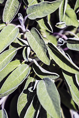 포토 JPG 해외이미지 문화 음식 잎 농업 과일 자연 친절 사람없음 초록색 정원 활발 다양 에너지 성장 나뭇가지 맛 생명공학 다발 냄새 향 정맥 해외202004 해외포토 나무 식물 산업 컬러 다수 컨셉 의학 생태계 혈관 파일형식 이미지허브