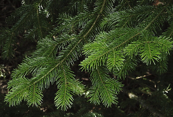 포토 JPG 해외이미지 나무 식물 공원 백그라운드 크리스마스 자연 새로움 사람없음 목재 장식 초록색 환경 나뭇가지 소나무 숲 연도 묘사 침엽수 전나무 가문비나무 해외202004 해외포토 공공시설 기념일 컬러 컨셉 재료 생태계 파일형식 이미지허브