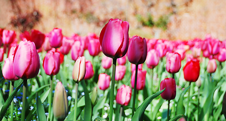 포토 JPG 해외이미지 식물 계절 공원 꽃잎 꽃 줄기 분홍색 꽃다발 백그라운드 잎 꽃무늬 밭 전구 자연 사람없음 야외 장식 빨간색 초록색 여름 컬러풀 햇빛 정원 보라색 봄 튤립 성장 벚꽃 신선 개화 네덜란드 야광 내추럴 강렬 해외202004 해외포토 공공시설 유럽 컬러 무늬 농업 빛 태양 생태계 파일형식 이미지허브