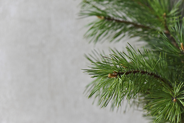 포토 JPG 해외이미지 나무 템플릿 계절 크리스마스 겨울 자연 휴가 새해 사람없음 장식 초록색 우주 축제 나뭇가지 축하 인사 신용카드 황금 12월 엽서 전나무 가문비나무 해외202004 해외포토 식물 기념일 컬러 컨셉 금융 예절 날짜 편지 생태계 파일형식 이미지허브
