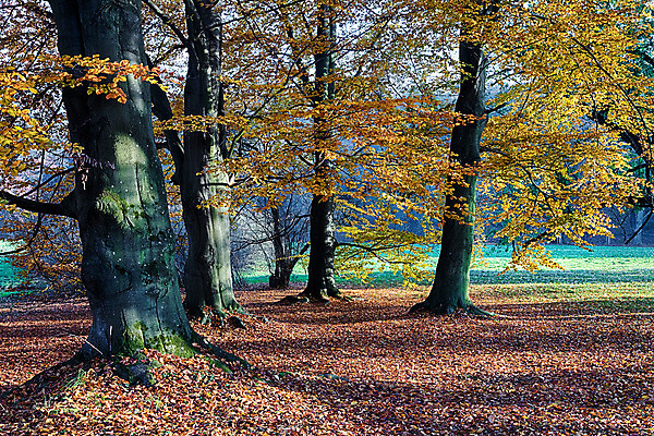 포토 JPG 해외이미지 나무 계절 공원 길 여행 백그라운드 잎 자연 아침 그림자 풍경 사람없음 목재 초록색 여름 빛 햇빛 태양 평화 일출 환경 맑음 일몰 봄 새벽 하이킹 안개 광선 가을 나뭇가지 시골 황무지 숲 장면 공상 내추럴 해외202004 해외포토 주간 자연요소 식물 공공시설 컬러 컨셉 재료 레저 날씨 노을 생태계 파일형식 이미지허브