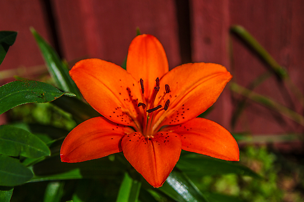 포토 JPG 해외이미지 식물 꽃잎 꽃 잎 자연 사람없음 야외 여름 평화 정원 성장 백합 생물학 향 블러 해외202004 해외포토 계절 교육 컨셉 생태계 파일형식 이미지허브