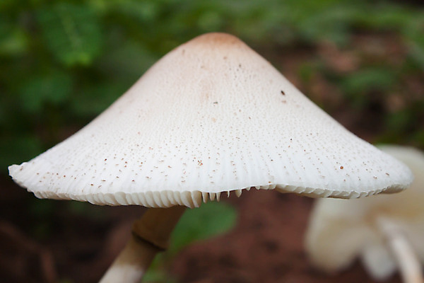 포토 JPG 해외이미지 나무 식물 계절 지구 음식 백그라운드 다이어트 채소 태국 자연 이끼 사람없음 야외 목재 갈색 버섯 젖음 가을 흰색 신선 그룹 숲 유기농 날것 내추럴 곰팡이 땅바닥 캡모자 바이에른 해외202004 해외포토 모자_잡화 웰빙 아시아 컬러 재료 바닥 독일 건강 생태계 파일형식 이미지허브