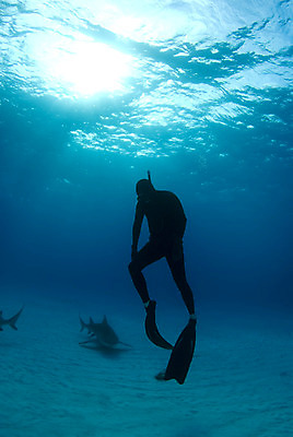 포토 JPG 해외이미지 실루엣 바다 한명 사람 햇빛 태양 스노클링 수면 상어 대서양 해외202004 해외포토 자연요소 1 촬영기법 어류 물 수상스포츠 파일형식 이미지허브