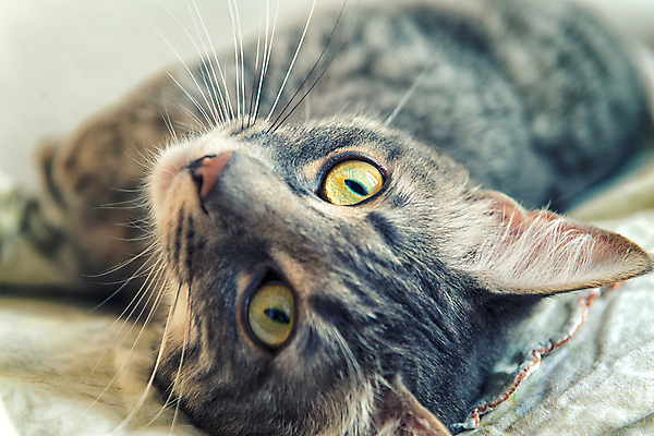 포토 JPG 해외이미지 동물 휴식 사람없음 반려동물 고양이 해외202004 해외포토 컨셉 포유류 파일형식 이미지허브