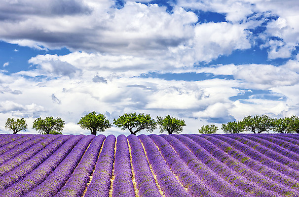 포토 JPG 해외이미지 식물 꽃 선 밭 풍경 사람없음 야외 여름 파란색 빛 컬러풀 보라색 프랑스 시골 개화 자주색 허브 제비꽃 그림 정사각형 향기 아로마 아로마테라피 라벤더 프랑스어 프로방스 해외202004 해외포토 도형 문자 계절 유럽 컬러 농업 냄새 테라피 파일형식 이미지허브