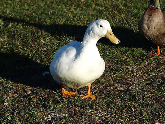 포토 JPG 해외이미지 동물 야생동물 자연 조류 오리 사람없음 야외 물새 청둥오리 해외202004 해외포토 생태계 파일형식 이미지허브