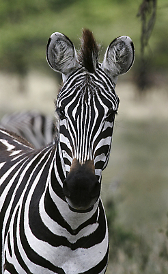포토 JPG 해외이미지 동물 야생동물 밭 아프리카 자연 휴가 따뜻함 국립공원 사람없음 뜨거움 사파리 얼룩말 케냐 세렝게티 탄자니아 해외202004 해외포토 공원 나라 농업 말_동물 생태계 파일형식 이미지허브