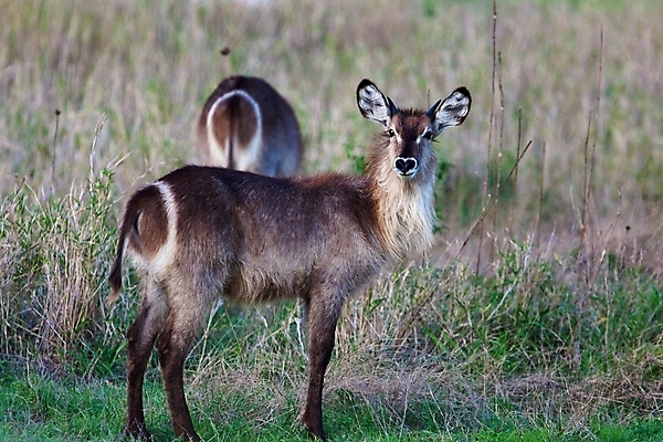 포토 JPG 해외이미지 동물 한마리 응시 야생동물 새끼 포유류 아프리카 자연 뿔 서기 사람없음 야외 옆모습 가로 초록색 갈색 일몰 황무지 고독 사파리 영양 케냐 노려봄 가젤 보호구역 사바나 초식 탄자니아 평야 해외202004 해외포토 1 시선 감정 나라 뷰포인트 컬러 모션 표정 노을 생태계 구역 파일형식 이미지허브