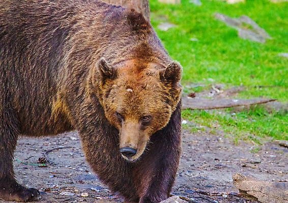 포토 JPG 해외이미지 나무 동물 응시 야생동물 곰 포유류 자연 털 사람없음 야외 여름 갈색 숲 위험 큼 육식동물 해외202004 해외포토 식물 시선 계절 컬러 컨셉 크기 생태계 파일형식 이미지허브