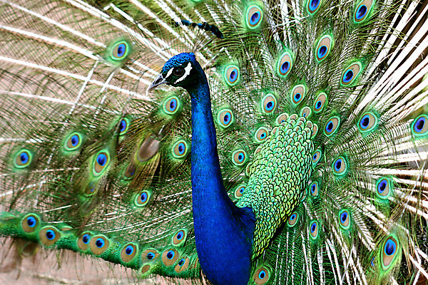 포토 JPG 해외이미지 동물 남자 야생동물 날개 자연 조류 사람없음 야외 초록색 파란색 컬러풀 머리 오픈 황금 공작 깃털 부리 해외202004 해외포토 컬러 사람 신체부위 생태계 파일형식 이미지허브