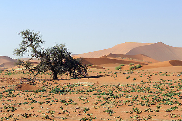 포토 JPG 해외이미지 공원 모래 여행 백그라운드 아프리카 자연 하늘 아침 휴가 산 건조 따뜻함 풍경 경사 사람없음 야외 빨간색 계곡 사막 죽음 뜨거움 황무지 큼 모래언덕 언덕 가뭄 나미비아 전국 해외202004 해외포토 주간 공공시설 나라 컬러 날씨 크기 생태계 남아프리카 파일형식 이미지허브