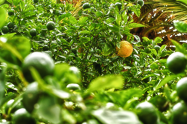 포토 JPG 해외이미지 나무 식물 음식 백그라운드 잎 농업 과일 자연 귤 매달리기 건강 사람없음 초록색 여름 농작물 컬러풀 노란색 수확 성장 벚꽃 껍질 나뭇가지 신선 그룹 과수원 다발 레몬 묘사 유기농 원예 C 내추럴 숙성 세련 해외202004 해외포토 웰빙 알파벳 계절 꽃 산업 컬러 모션 취미 생태계 파일형식 이미지허브