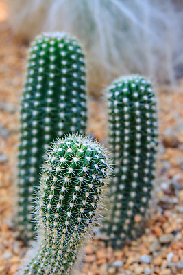 포토 JPG 해외이미지 모양 식물 꽃 지구 백그라운드 컨셉 잎 패턴 자연 선인장 건조 건강 사람없음 장식 빨간색 초록색 정원 사막 성장 못 뜨거움 원형 거친 황금 매끈함 소프트포커스 위험 척추 순수 묘사 날카로움 리빙 내추럴 해외202004 해외포토 도형 컬러 무늬 뼈 촬영기법 공구 감각 생태계 파일형식 이미지허브