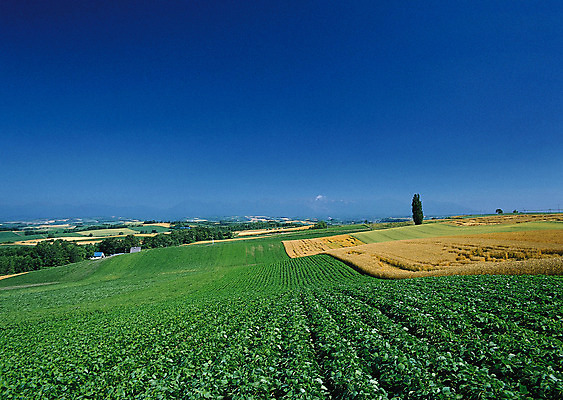 포토 JPG 해외이미지 나무 식물 구름 계절 공원 도로 길 여행 백그라운드 밭 오렌지 자연 하늘 날씨 풍경 잔디 사람없음 야외 초록색 여름 빛 햇빛 태양 농장 노란색 평화 일출 환경 정원 맑음 일몰 흙 봄 안개 광선 흰색 시골 신선 떨어짐 숲 땅 언덕 장면 넘어짐 땅바닥 방법 생태학 수평선 해외202004 해외포토 자연요소 공공시설 교육 컬러 컨셉 농업 과일 교통시설 모션 바닥 노을 생태계 파일형식 이미지허브