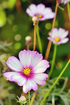 포토 JPG 해외이미지 식물 꽃잎 꽃 꽃무늬 밭 오렌지 자연 하늘 아침 사람없음 야외 빨간색 초록색 여름 파란색 빛 햇빛 일출 정원 맑음 일몰 봄 벚꽃 가을 흰색 물방울 개화 저녁 이슬 땅 속도 코스모스 해외202004 해외포토 주간 계절 컬러 무늬 농업 과일 날씨 태양 노을 야간 생태계 파일형식 이미지허브