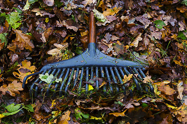 포토 JPG 해외이미지 단풍 잎 자연 덴마크 사람없음 정원 장비 가을 원예 흙더미 갈퀴 해외202004 해외포토 식물 계절 북유럽 취미 흙 생태계 파일형식 더미 이미지허브