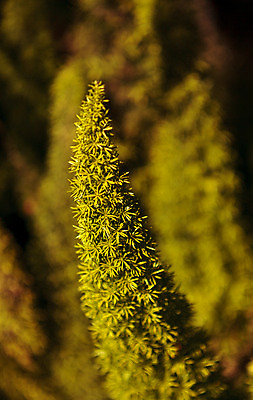 포토 JPG 해외이미지 식물 백그라운드 건강 사람없음 초록색 봄 신선 유기농 질감 내추럴 양치류 해외202004 해외포토 웰빙 계절 컬러 파일형식 이미지허브