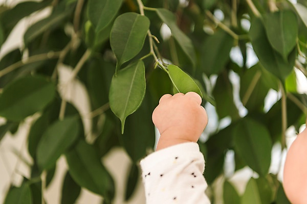 포토 JPG 손 남자 나뭇잎 실내 한명 상반신 눕기 아기 잡기 남자아기한명만 국내포토 1 잎 모션 사람 내부 신체부위 남자한명만 남자아기만 파일형식