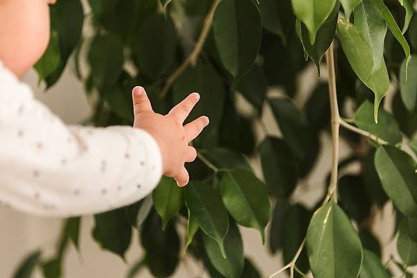 포토 JPG 손 남자 나뭇잎 실내 한명 상반신 아기 잡기 남자아기한명만 국내포토 1 잎 모션 사람 내부 신체부위 남자한명만 남자아기만 파일형식