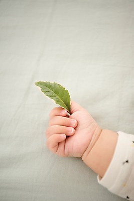 포토 JPG 손 남자 나뭇잎 실내 한명 상반신 눕기 침대 아기 잡기 남자아기한명만 국내포토 1 가구 잎 모션 사람 내부 신체부위 남자한명만 남자아기만 파일형식