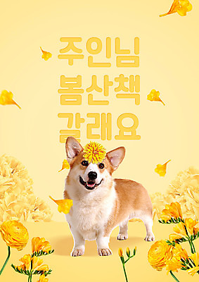 PSD 편집이미지 한마리 꽃잎 꽃 포스터 타이포그라피 한글 사람없음 노란색 봄 개 낙화 웰시코기 이미지편집 식물 문자 1 계절 컬러 포유류 파일형식