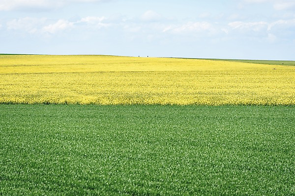 포토 JPG 주간 유럽 유럽풍경 하늘 풍경 초원 사람없음 야외 프랑스 유채 파리_프랑스 국내포토 자연요소 꽃 나라 파일형식