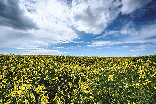 포토 JPG 주간 구름 유럽 유럽풍경 하늘 풍경 사람없음 야외 프랑스 유채 파리_프랑스 유채밭 국내포토 자연요소 꽃 나라 밭 파일형식
