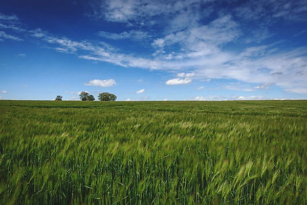 포토 JPG 주간 나무 구름 유럽 유럽풍경 하늘 풍경 초원 사람없음 야외 프랑스 보리 파리_프랑스 국내포토 자연요소 식물 나라 곡류 파일형식