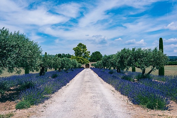 포토 JPG 주간 나무 유럽 길 유럽풍경 하늘 풍경 사람없음 야외 여름 정원 여름풍경 프랑스 라벤더 프로방스 국내포토 자연요소 식물 계절 꽃 나라 허브 파일형식 여름_계절