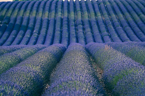 포토 JPG 주간 유럽 밭 유럽풍경 풍경 사람없음 야외 여름 여름풍경 프랑스 라벤더 프로방스 국내포토 자연요소 계절 꽃 나라 농업 허브 파일형식 여름_계절